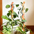 HEAT Totems by Secateur Me Baby